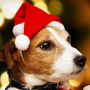 Pets.Love.EarthChristmas Classic Hat With White Pompom- 17cm 