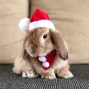 Pets.Love.EarthChristmas Classic Hat With White Pompom- 17cm 
