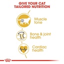 Royal Canin British Shorthair Adult 