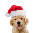 Pets.Love.Earth Pet Christmas Hat 