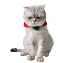 Pets.Love.Earth Holiday Garland Collar Red and Green - 15 cm 