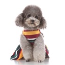 Pets.Love.Earth Cocktail Dress - Rainbow 