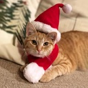 Pets.Love.Earth Classic Christmas Scarf 