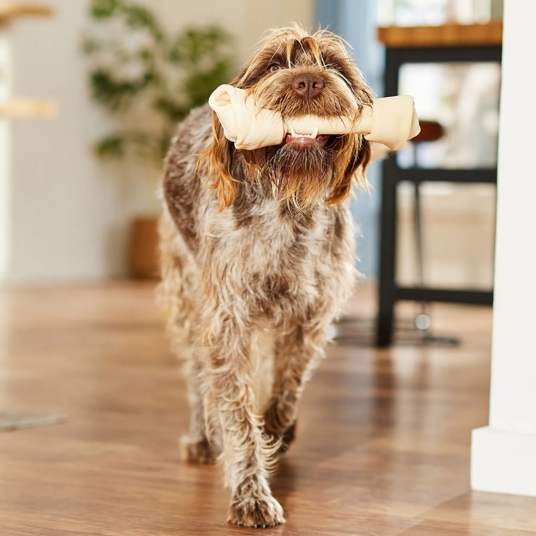 Pets.Love.Earth Knotted Rawhide Bone 12"