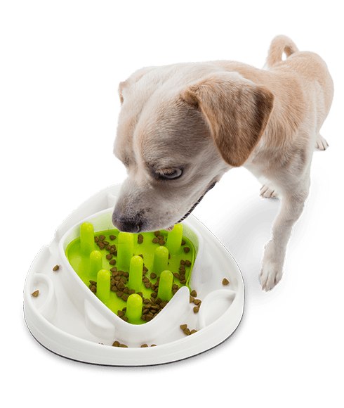 All For Paws Interactive-Food Maze