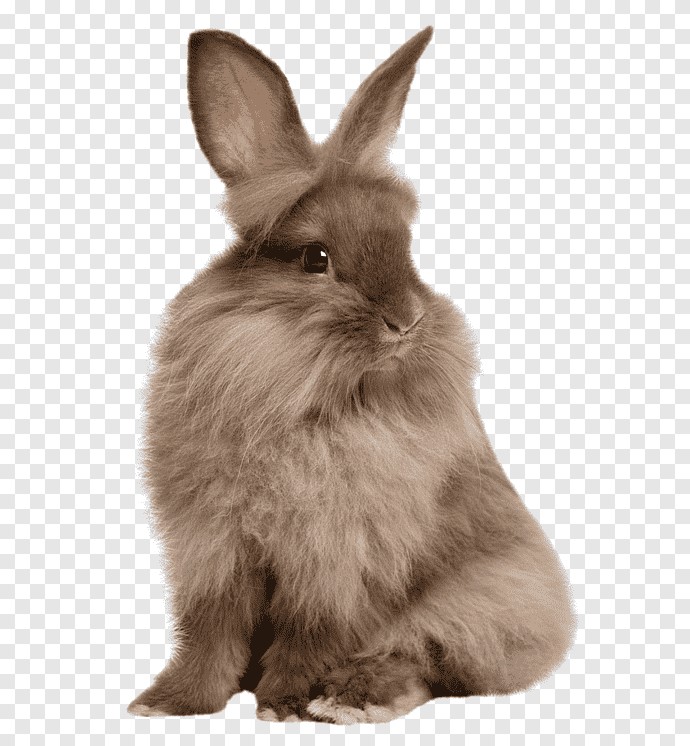 Pet Arabia Angora & Fuzzy Lop Rabbit