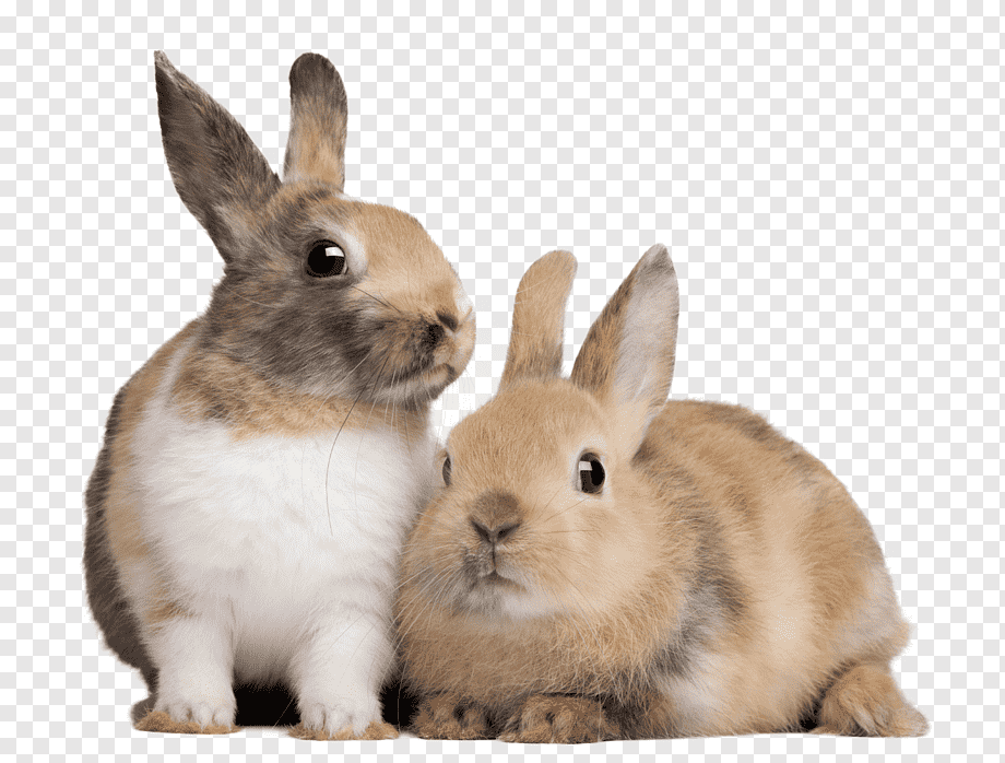أرنب كحيوان أليف حي من بت أريبيا
