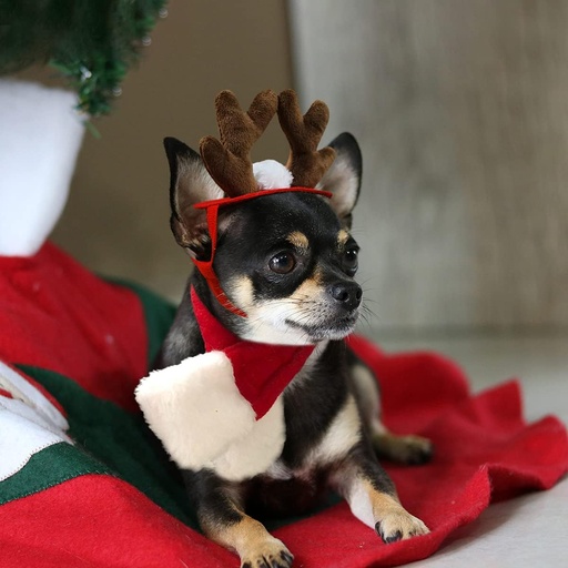 [6083174369962] Pets.Love.Earth Christmas  Antler Headband  - 15x14x3cm 